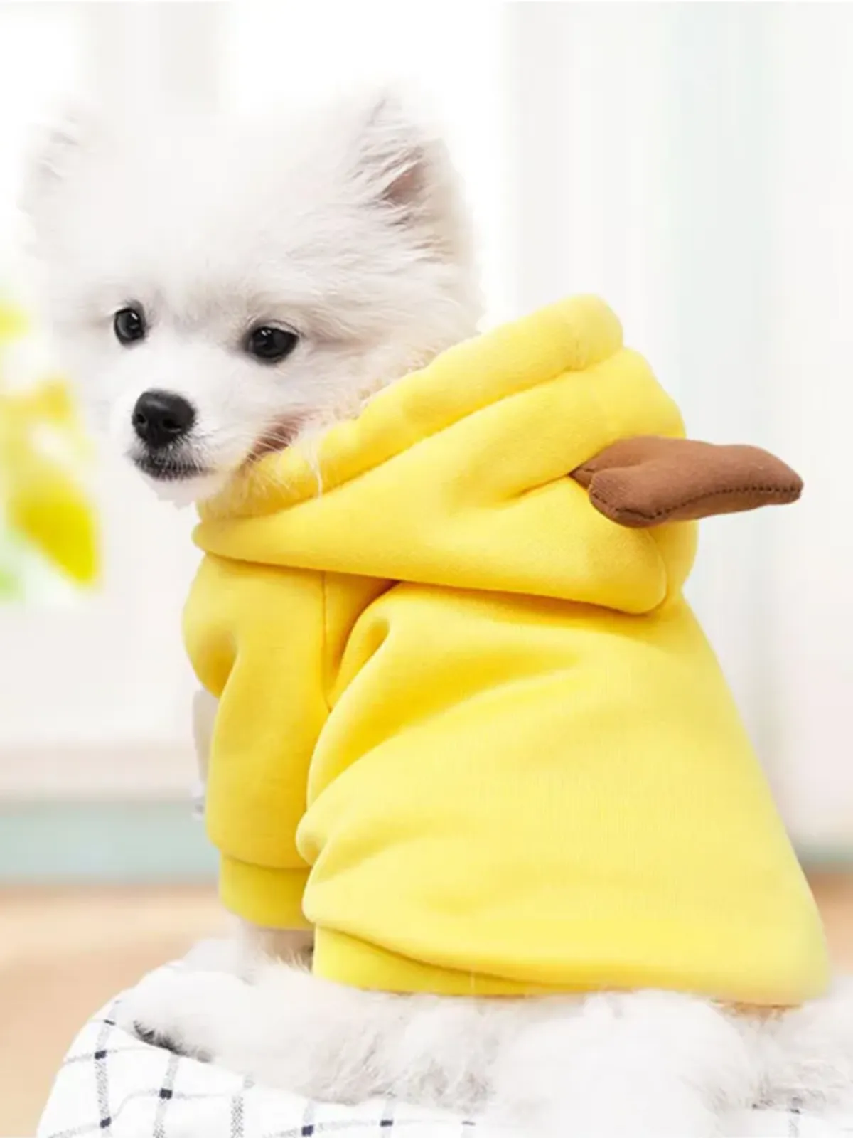 Adorable Carrot  Dog Halloween Costume