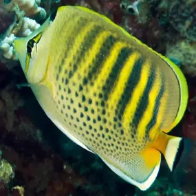 Dot Dash Butterfly Fish - Chaetodon Punctatofasciatus, Vibrant Yellow Beauty, Easy Feeding, Peaceful Aquarist Choice